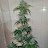 @Novicehomegrower
