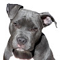MMA Dogs and Locks YouTube Profile Photo