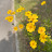 @flower여름