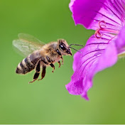 S. Fla. Beekeeping, Mangoes and More