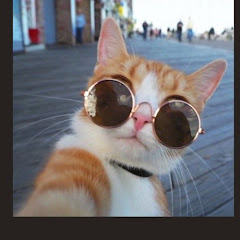 CAPST FUNNY ANIMALS アイコン画像