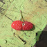 b0FTLSNNJSc-channel-avatar-supertinywhimsilistic