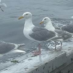 Seagulls&Eagles channel thumbnail
