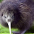foOw4mFz7Cw-channel-avatar-chadz the kiwi :)