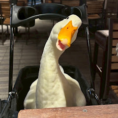 アヒル無しでは生きていけない身体になってしまった