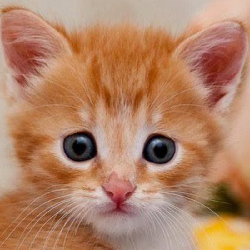 80から90年代のアイドル黄金時代を楽しく解説