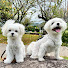 6bthks0glDc-channel-avatar-🐶清水おーぽーちゃん🐶