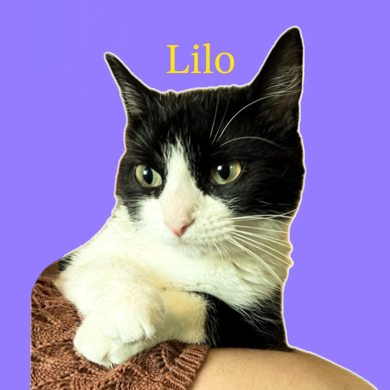 lilochipie