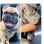 FrenchBulldog&CaneCorso JES YouTube Profile Photo