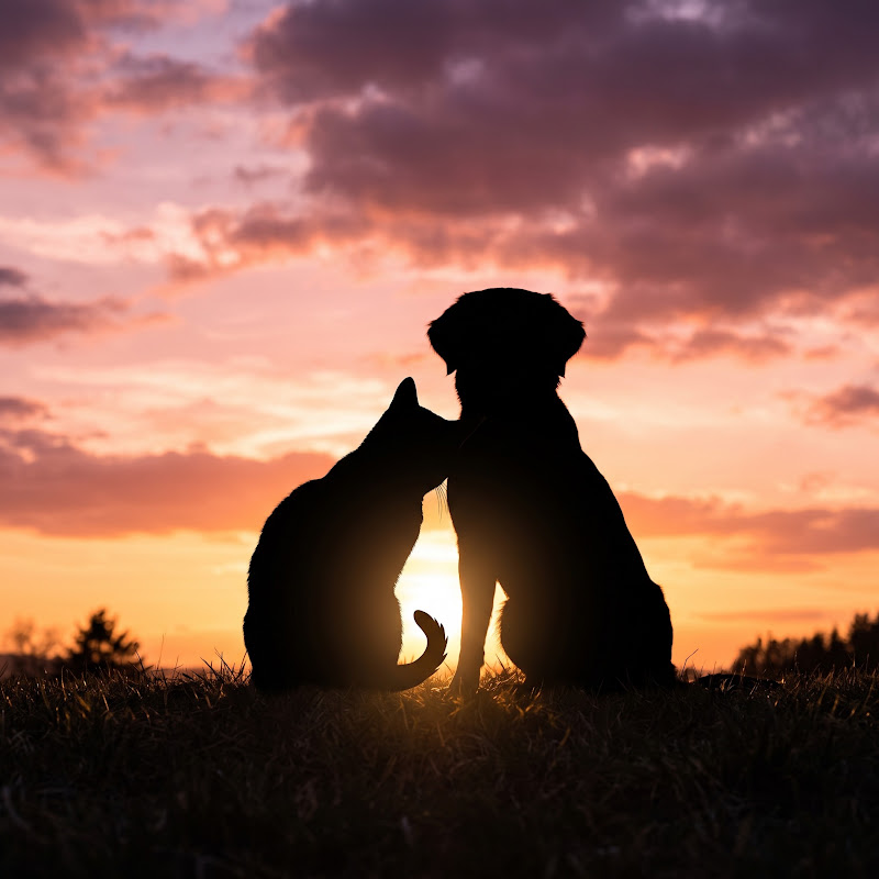 Animal_Lover-2934