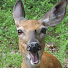 JO_1ffgWCmQ-channel-avatar-Oh Deer Gaming