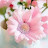@fatima2462