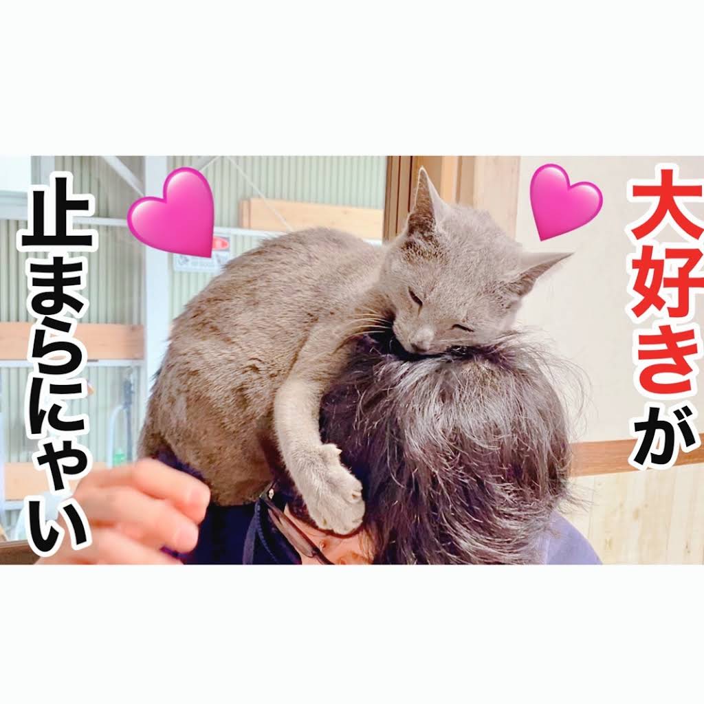 ねこまるページ ねこまるせんせいの おつきみ | 押川 理佐,渡辺 有一 | 全ページ