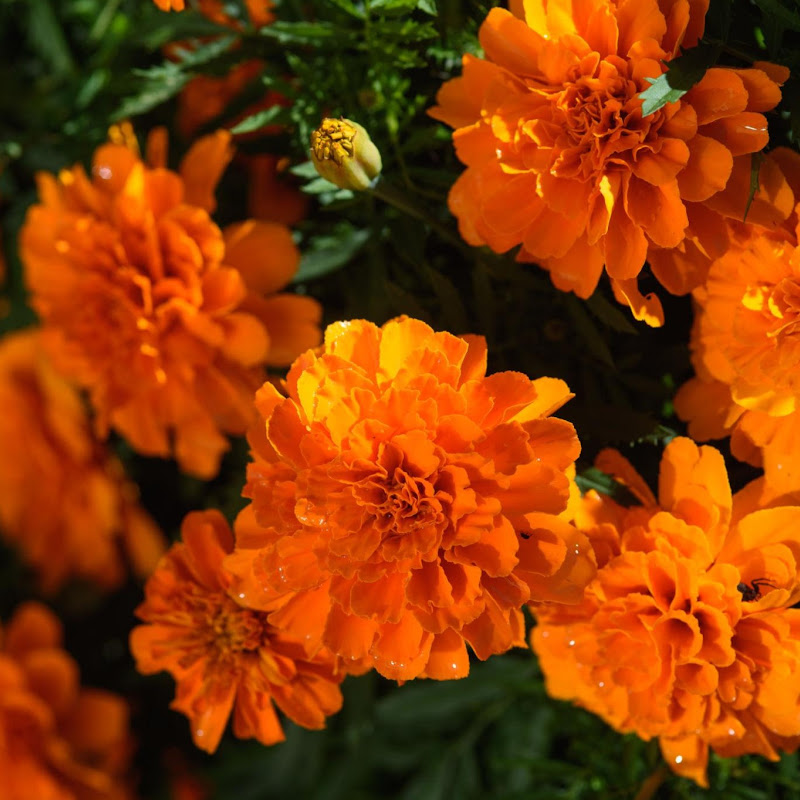Gardening Advice