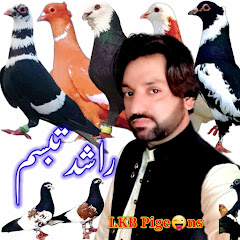 L K B pigeons Avatar