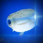 PufferFishies logo