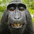 95z_1PuZ_E0-channel-avatar-AntisocialApe