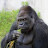 @evolvedmonkey9978's avatar