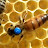 نحل جرجرة / Djurdjura abeilles