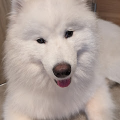 フジマch(Fujima channel )