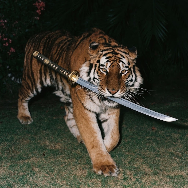 The Wild Life