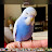 Budgie Boo, our amazing talking budgie