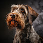 Pointers (German Wirehaired) USA logo