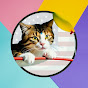 USA Funny Cats Videos logo