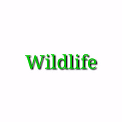 Wildlife Image Thumbnail