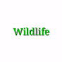 Wildlife Image Thumbnail