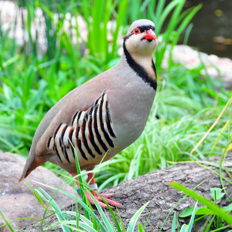 Wildlifehub Pakistan