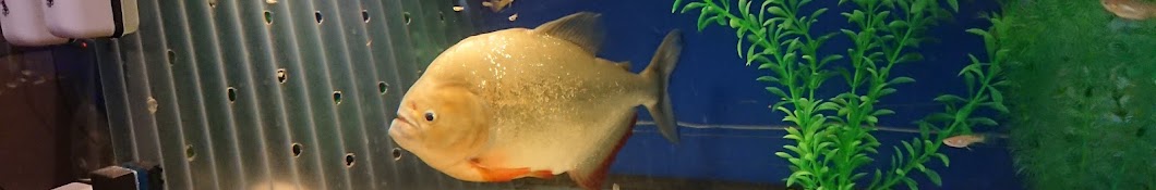 Piranha Fish Avatar del canal de YouTube