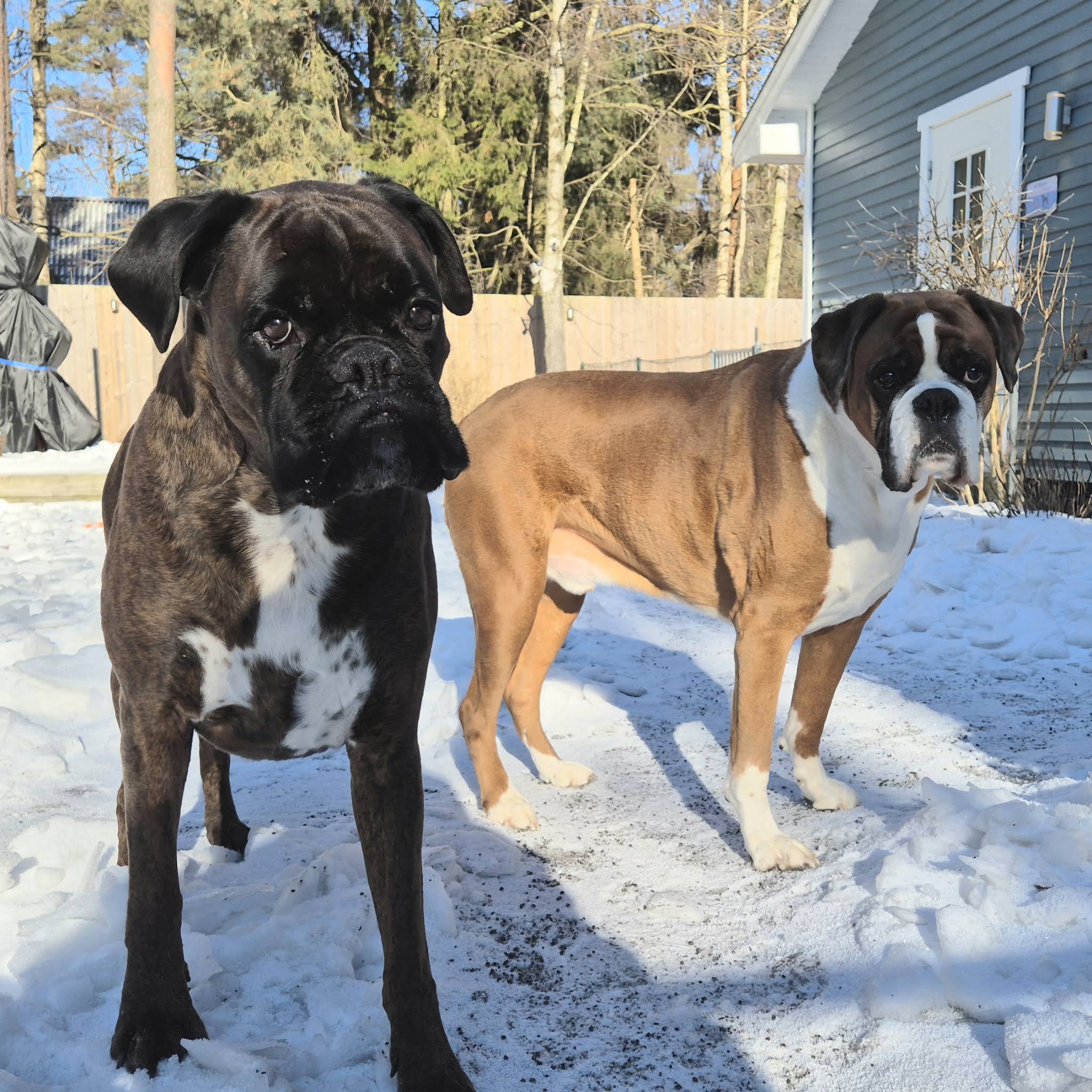 Post from BoxerRex