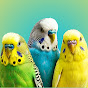 Periflix Parakeet  logo