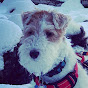 Skipper the Clever Wire Fox Terrier logo