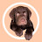 Woodford The Chocolate Lab