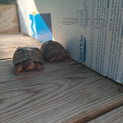 THE UNKNOWN MINE TURTLE
