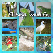 Florida Keys Birding, and Wildlife