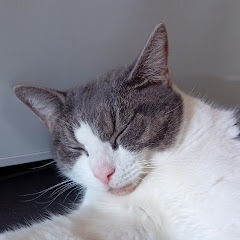Lina The Cat