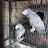 African Grey & Daily Life