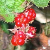 yukiyuki*毎日17時更新!