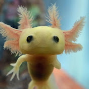 AxolotlLover🩷