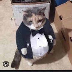 Gato gordito