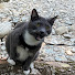 ITVIEfSPfDY-channel-avatar-Jasper the Wilderness Cat