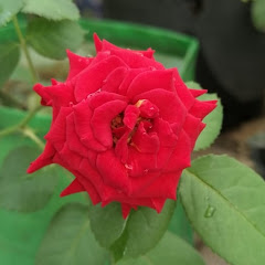 आवड तुमची मराठी Aavad tumchi marathi  avatar