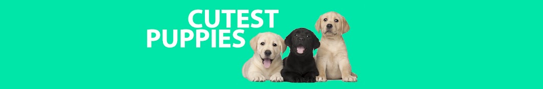 Cutest Puppies YouTube channel avatar
