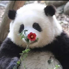 Panda 笑脸