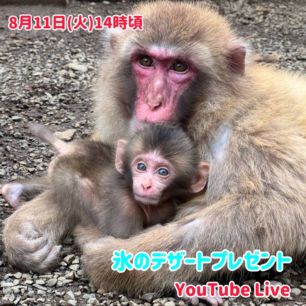 さるこさま Post from 高尾山さる園・野草園【公式】 - YouTube