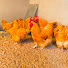 eL_NEtt4eGQ-channel-avatar-Elite Breeds And Hatcheries - Mhondoro Dzehuku