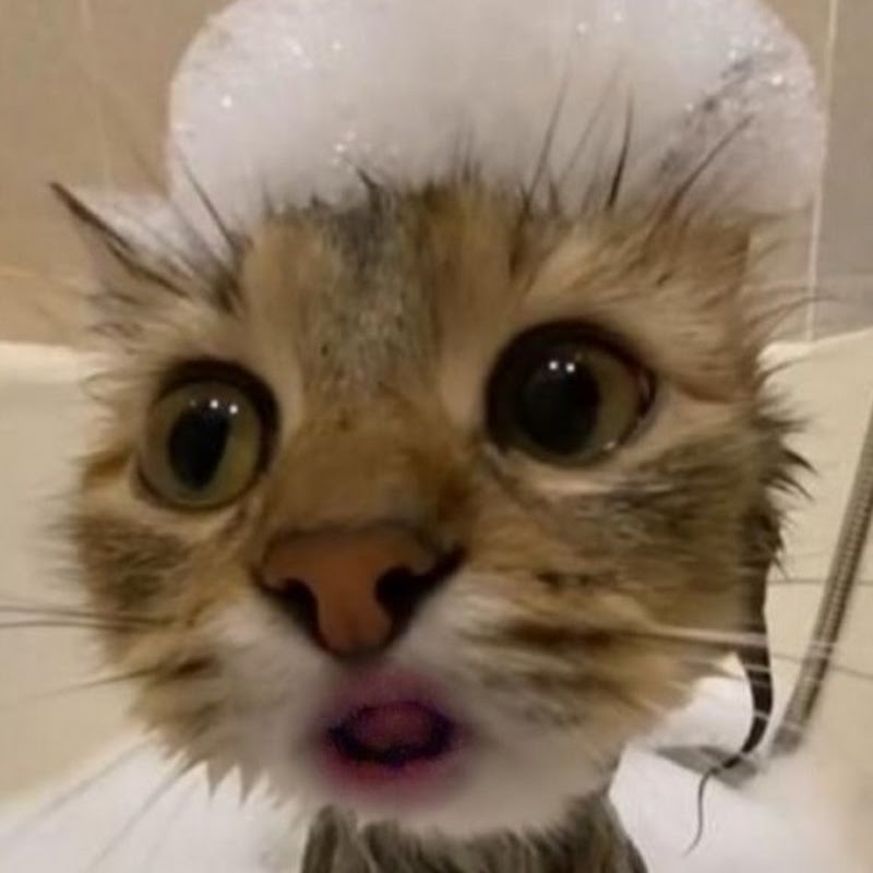 She Faced A Mountain Lion Alone